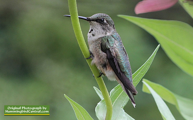 Ruby-Throated Hummingbird resting between stops at the feeder
